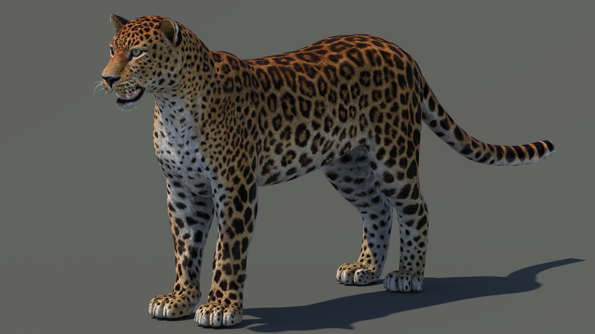 amur leopard 3D model https://p.turbosquid.com/ts-thumb/BZ/uZ85rv/0p/amur_leopard_3d_model06_/jpg/1687885881/1920x1080/fit_q87/ac89bce68aedf7f5a09c1a3aaacee659e9be737d/amur_leopard_3d_model06_.jpg