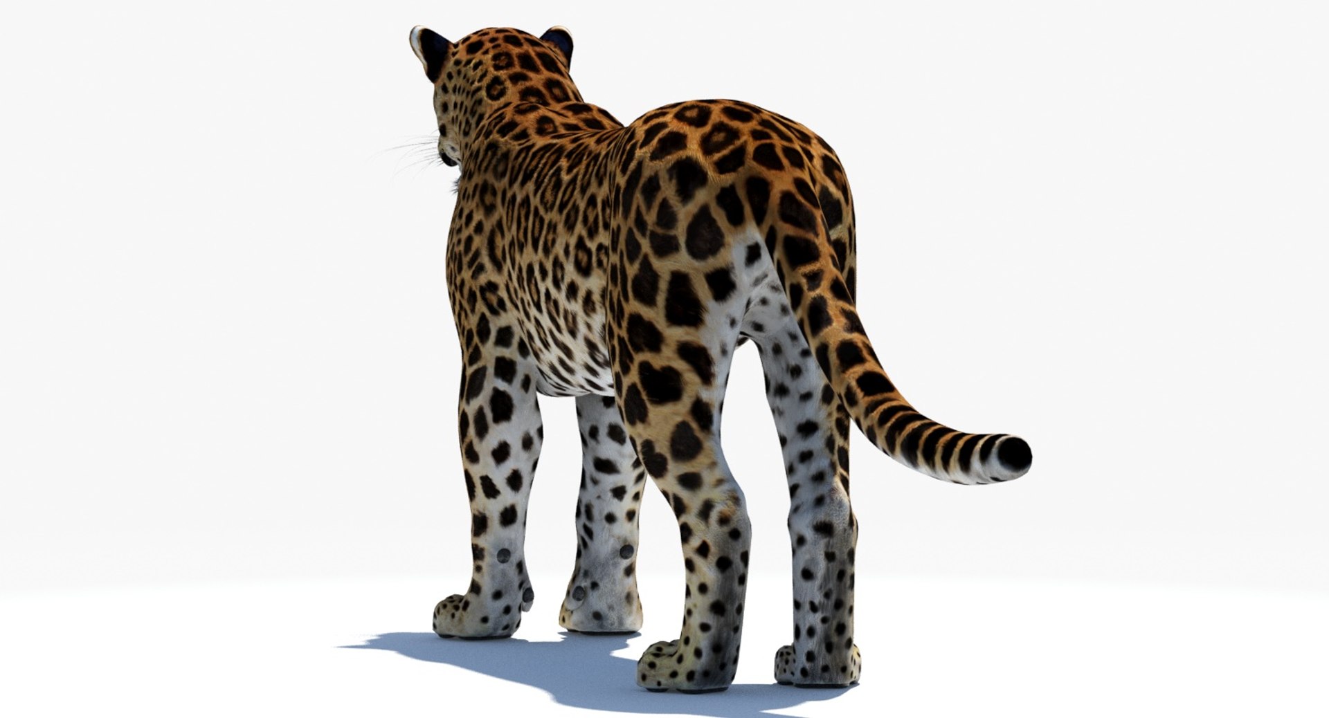 amur leopard 3D model https://p.turbosquid.com/ts-thumb/BZ/uZ85rv/2qxtN9J6/amur_leopard_3d_model09/jpg/1516896185/1920x1080/fit_q87/112babc63f6efef047147236cde7e209c5d0164c/amur_leopard_3d_model09.jpg