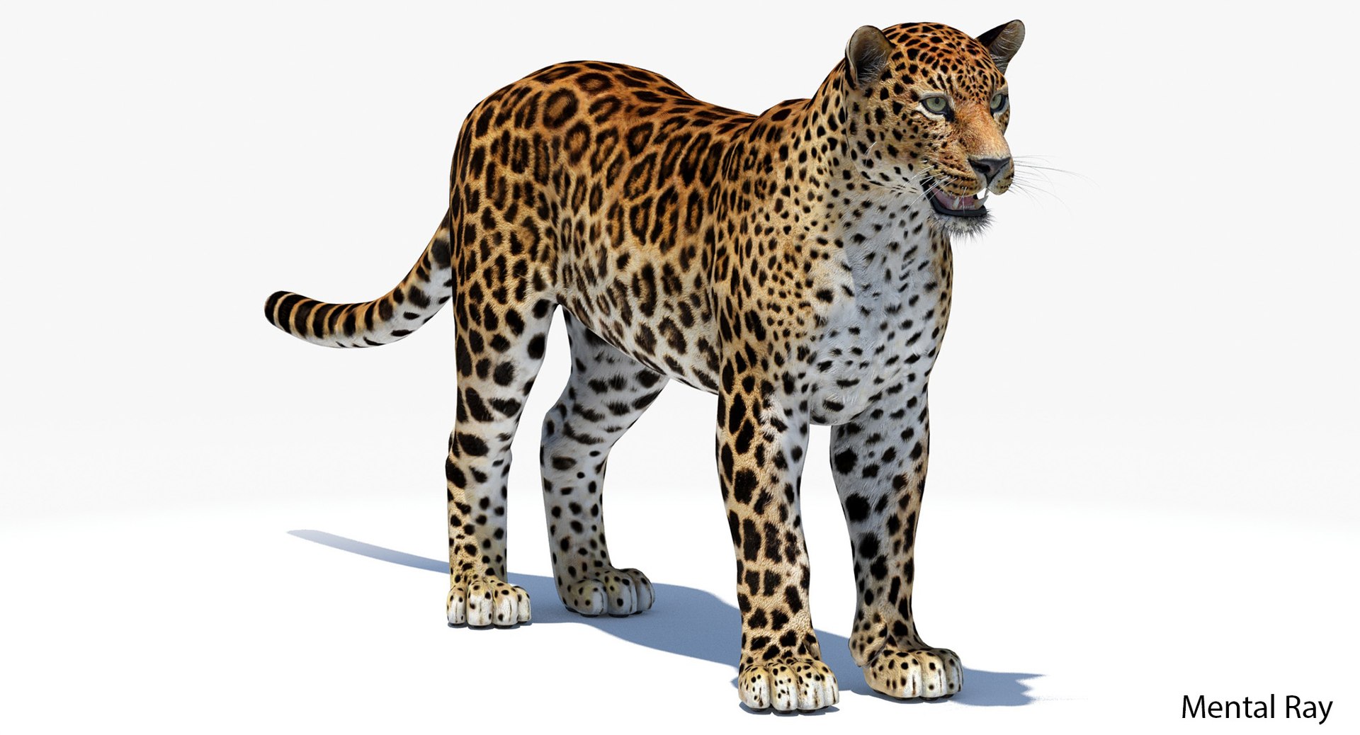 amur leopard 3D model https://p.turbosquid.com/ts-thumb/BZ/uZ85rv/52ekIcQx/amur_leopard_3d_model03_mental_ray/jpg/1517048454/1920x1080/fit_q87/acf0139f1d6affd702492dc53f45732a54521058/amur_leopard_3d_model03_mental_ray.jpg