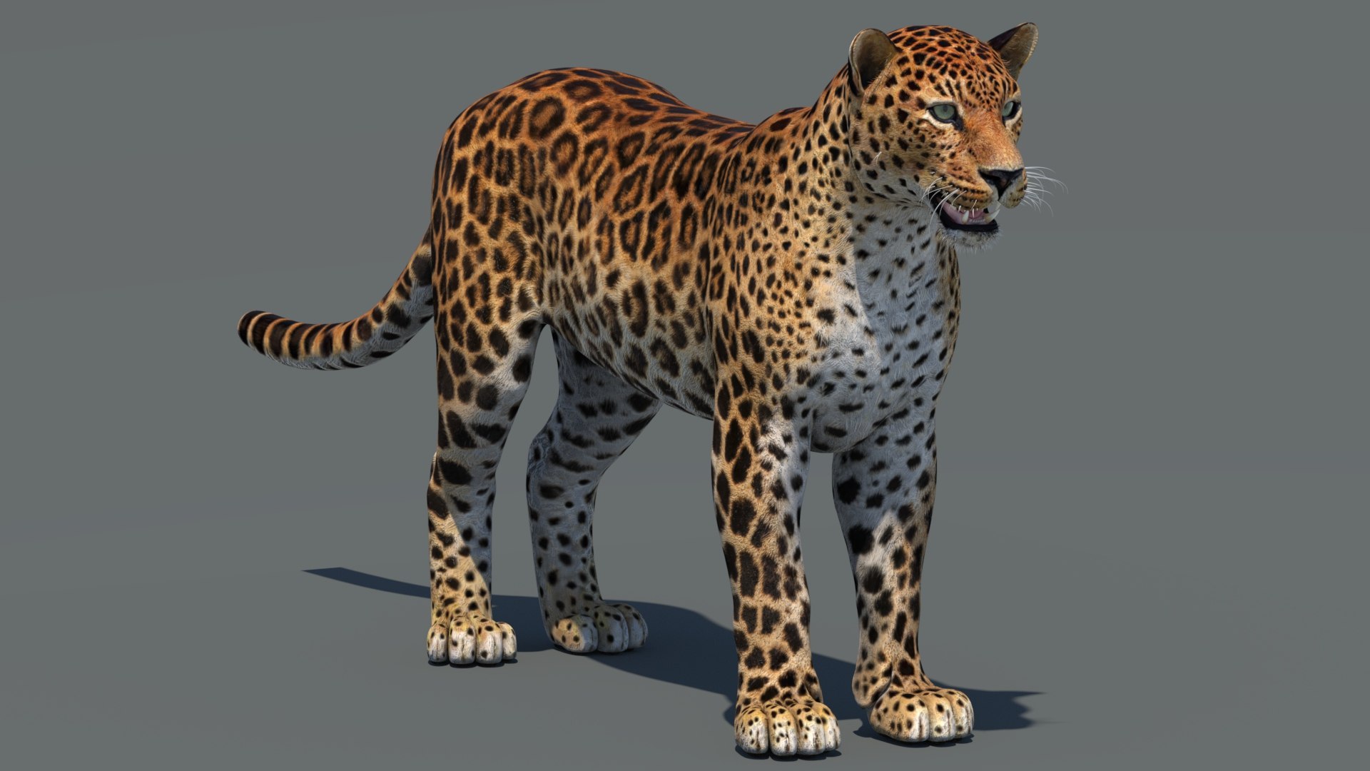 amur leopard 3D model https://p.turbosquid.com/ts-thumb/BZ/uZ85rv/AM/amur_leopard_3d_model02/jpg/1687885880/1920x1080/fit_q87/4e4556c674f15bc85f974ec7d006267f680b9819/amur_leopard_3d_model02.jpg