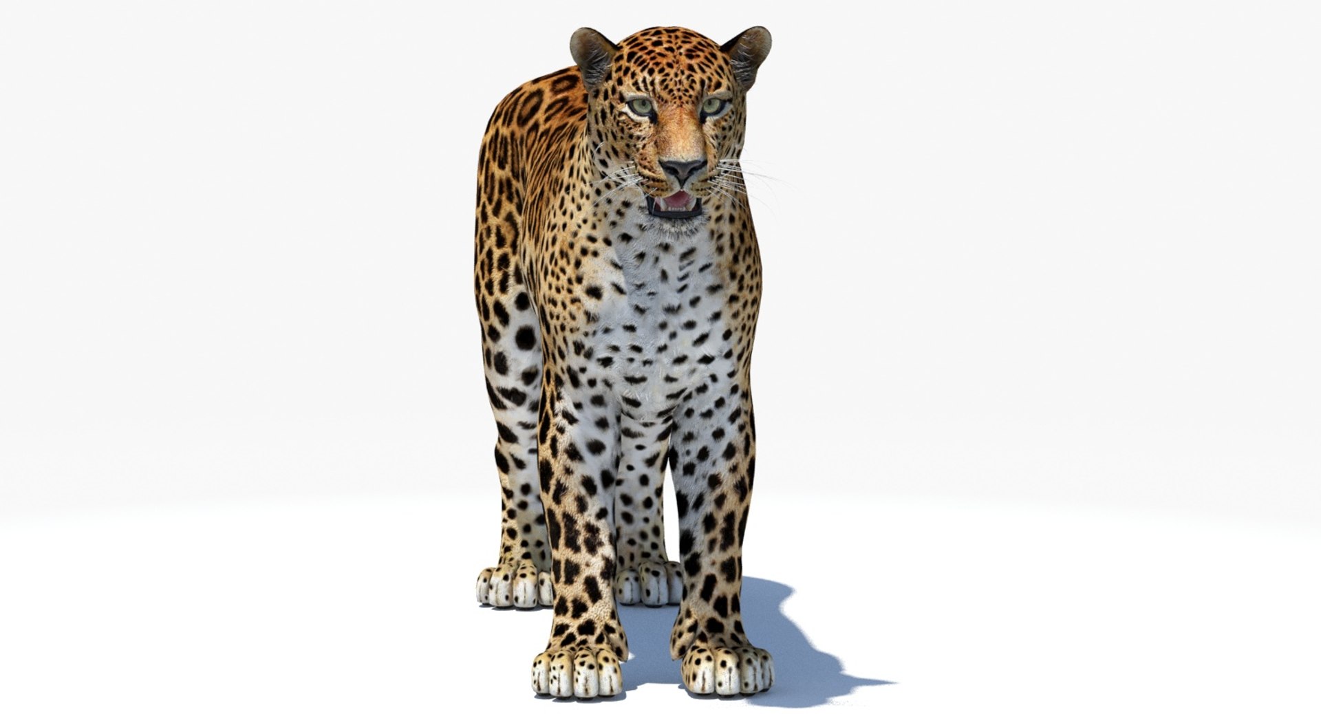 amur leopard 3D model https://p.turbosquid.com/ts-thumb/BZ/uZ85rv/BsWaegny/amur_leopard_3d_model05/jpg/1516896185/1920x1080/fit_q87/525f4fd574090750d4da529fe998a768808bb318/amur_leopard_3d_model05.jpg