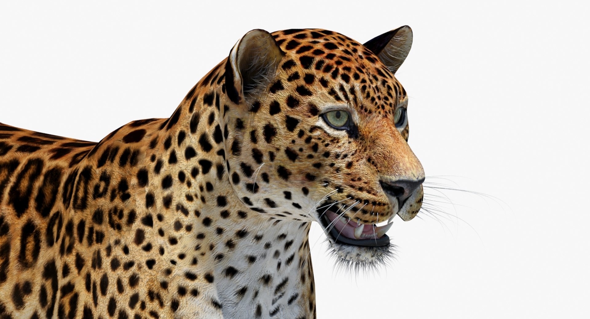 amur leopard 3D model https://p.turbosquid.com/ts-thumb/BZ/uZ85rv/MLz4hFnG/amur_leopard_3d_model14/jpg/1516896185/1920x1080/fit_q87/eb6a4baea7792016948ef41c68a01fc475552cd9/amur_leopard_3d_model14.jpg