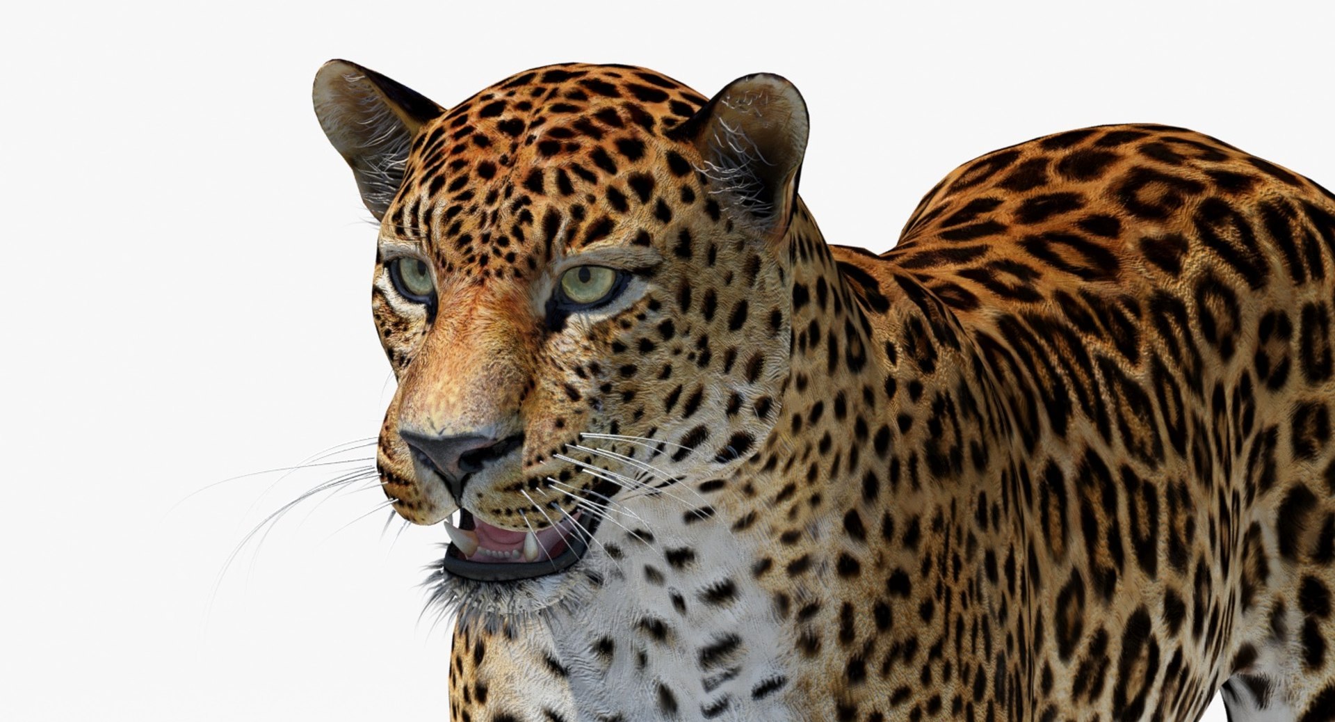 amur leopard 3D model https://p.turbosquid.com/ts-thumb/BZ/uZ85rv/Oc/amur_leopard_3d_model12_/jpg/1687885882/1920x1080/fit_q87/d19662616689f79fff9c1c9223fe46e6ac19ffc4/amur_leopard_3d_model12_.jpg