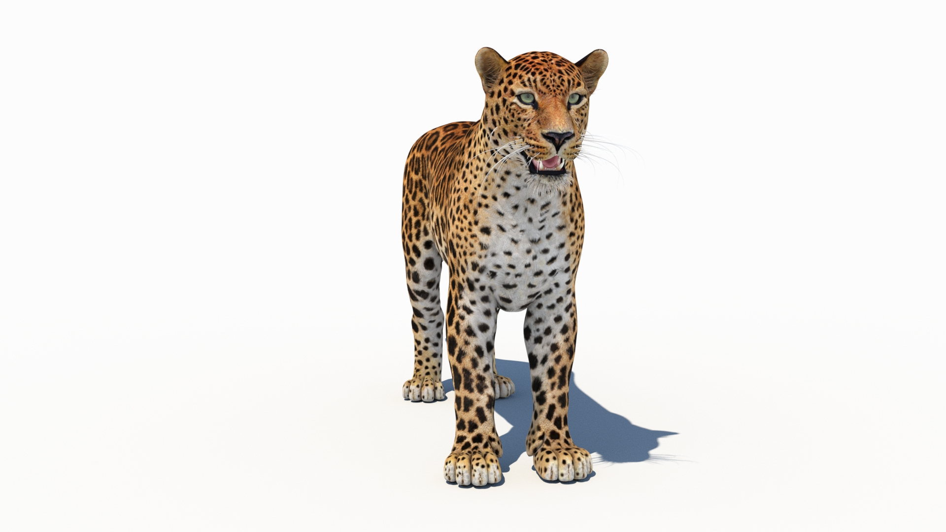 amur leopard 3D model https://p.turbosquid.com/ts-thumb/BZ/uZ85rv/PK/amurleopard3dmodel/jpg/1687814936/1920x1080/turn_fit_q99/8f3193dcab7a2586044e363ebafde6d8c86eced0/amurleopard3dmodel-1.jpg