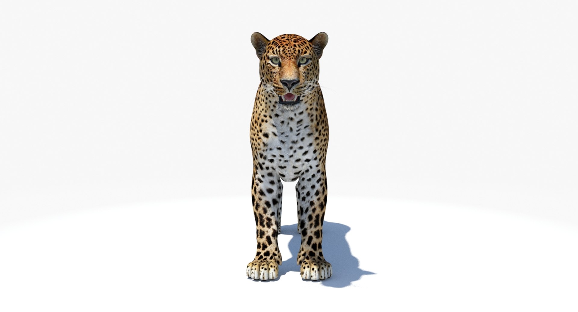 amur leopard 3D model https://p.turbosquid.com/ts-thumb/BZ/uZ85rv/RST55htA/amur_leopard_3d_model04/jpg/1516896185/1920x1080/fit_q87/611da5519487c8a4ada9c98fb4bc3e1c43633283/amur_leopard_3d_model04.jpg