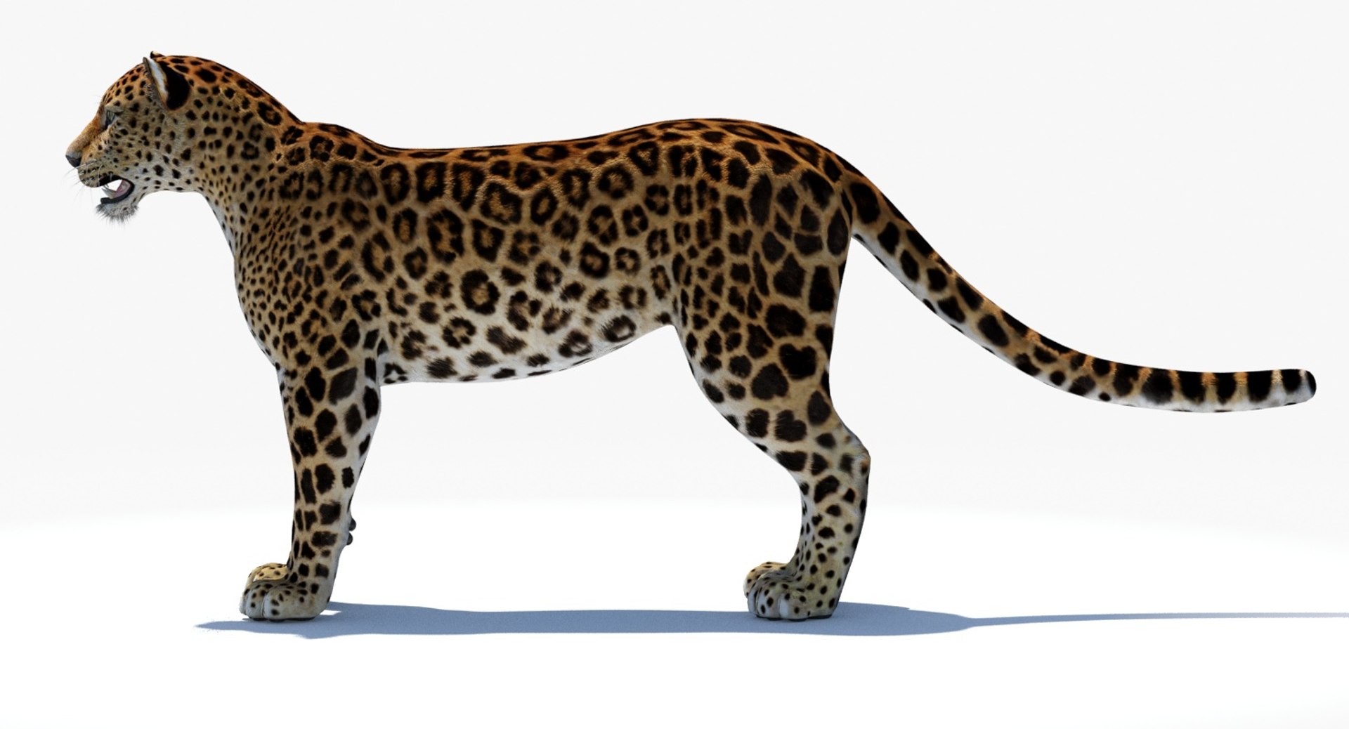 amur leopard 3D model https://p.turbosquid.com/ts-thumb/BZ/uZ85rv/SCo5fMnb/amur_leopard_3d_model07/jpg/1516896185/1920x1080/fit_q87/c0f78a91c3ae87cdd2a0526f835635b1af42e32b/amur_leopard_3d_model07.jpg