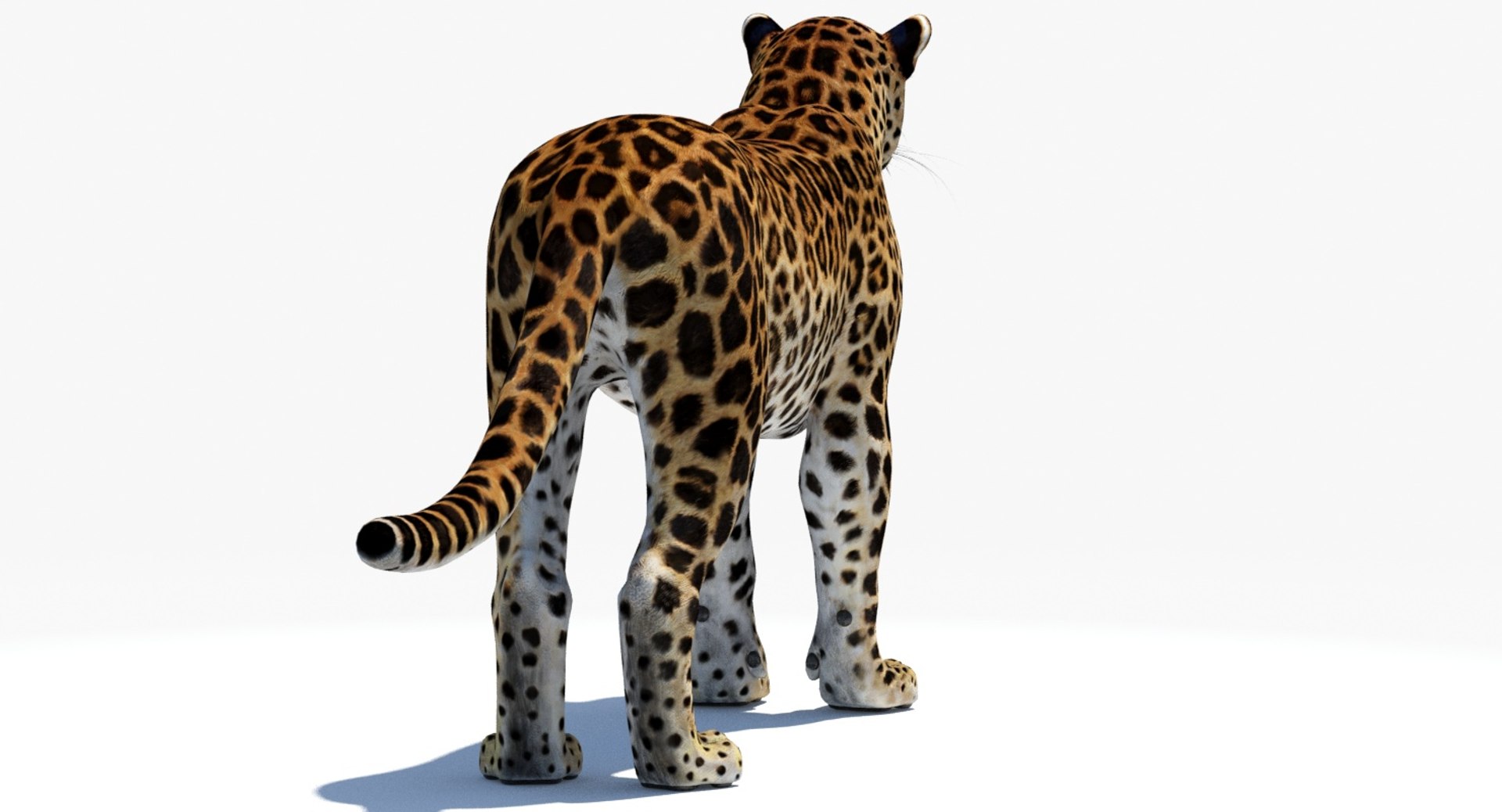 amur leopard 3D model https://p.turbosquid.com/ts-thumb/BZ/uZ85rv/SSx2dwCq/amur_leopard_3d_model10/jpg/1516896185/1920x1080/fit_q87/ea63f9ceef1afef8c004c4a3dfe5266a7e61c350/amur_leopard_3d_model10.jpg