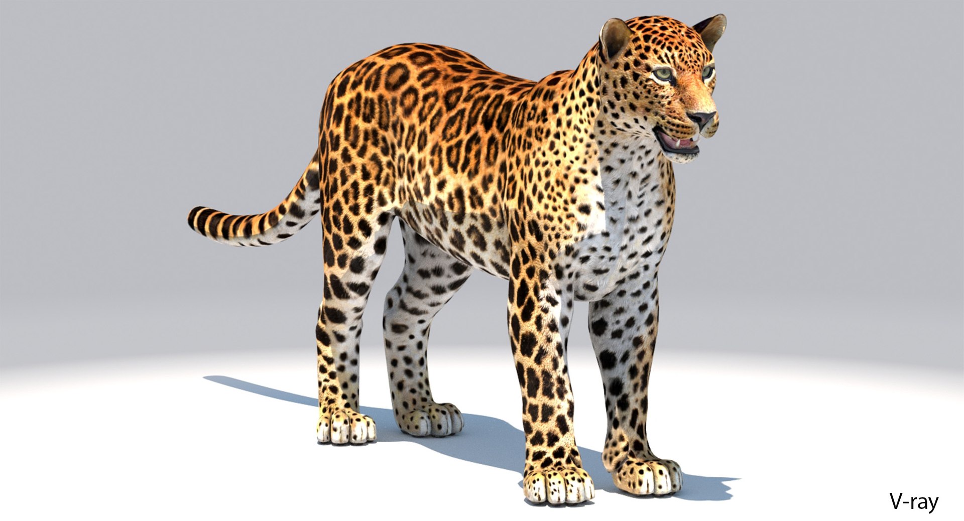amur leopard 3D model https://p.turbosquid.com/ts-thumb/BZ/uZ85rv/YjqfBRaJ/amur_leopard_3d_model03_vray/jpg/1517048456/1920x1080/fit_q87/945117cacc368ed5f6853c8ccae42e78e0a7f3d0/amur_leopard_3d_model03_vray.jpg