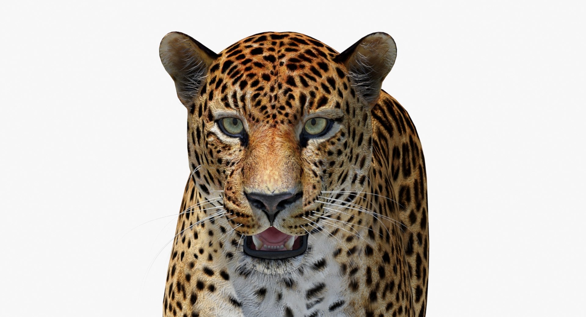 amur leopard 3D model https://p.turbosquid.com/ts-thumb/BZ/uZ85rv/aFYqf0C7/amur_leopard_3d_model13/jpg/1516896185/1920x1080/fit_q87/af7ac89b022a20d2967fd29a249c246d2e3fb659/amur_leopard_3d_model13.jpg