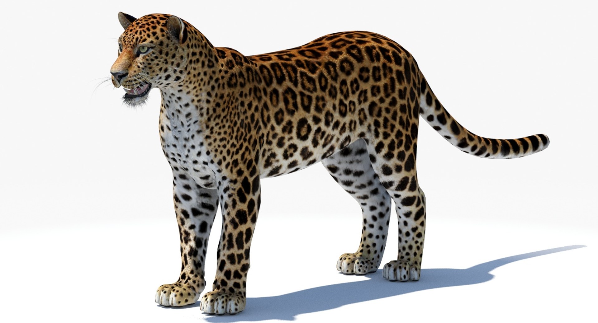 amur leopard 3D model https://p.turbosquid.com/ts-thumb/BZ/uZ85rv/esZIJsPZ/amur_leopard_3d_model06/jpg/1516896185/1920x1080/fit_q87/49fc63f17f48e275fb2b2a061ef0bce62647061f/amur_leopard_3d_model06.jpg
