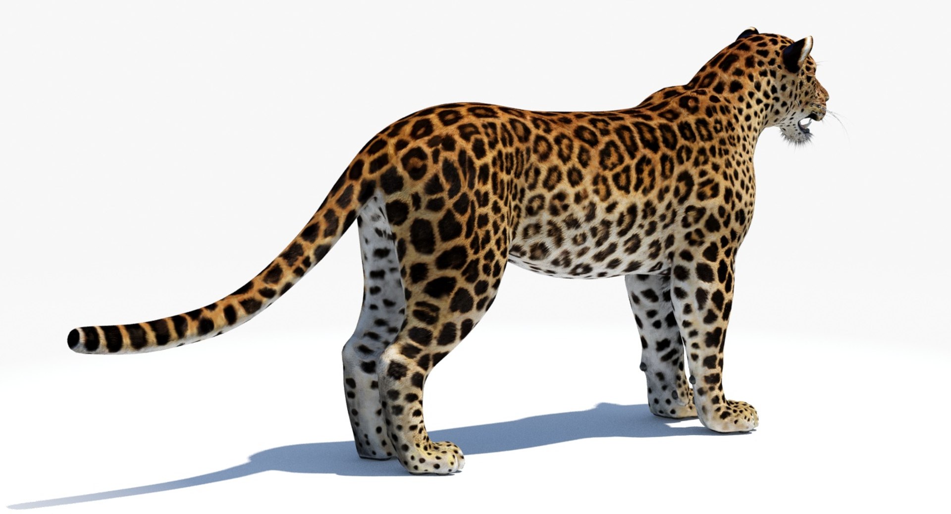 amur leopard 3D model https://p.turbosquid.com/ts-thumb/BZ/uZ85rv/fn5W9Sfe/amur_leopard_3d_model11/jpg/1516896185/1920x1080/fit_q87/50d1afe8b6a2d3b0c5682101705ce35488f04517/amur_leopard_3d_model11.jpg