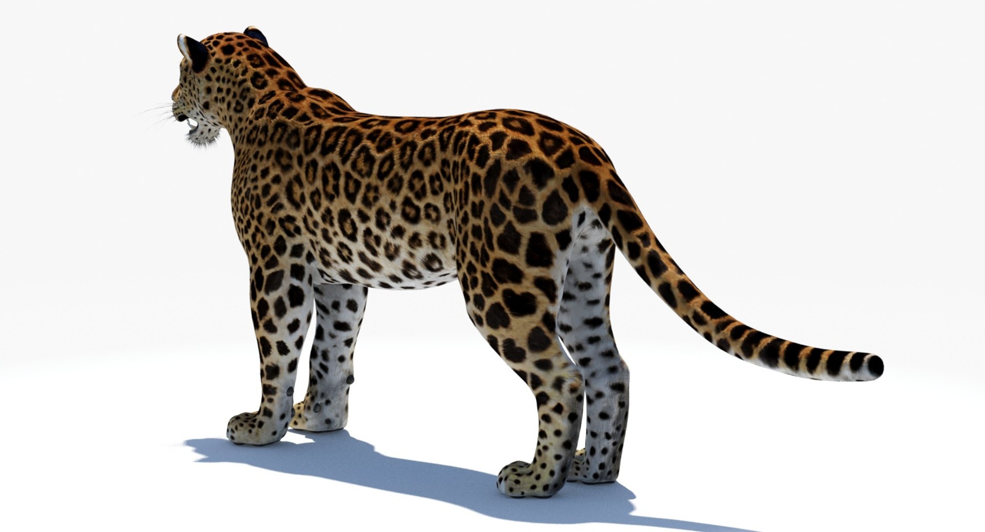 amur leopard 3D model https://p.turbosquid.com/ts-thumb/BZ/uZ85rv/kwOHZIhs/amur_leopard_3d_model08/jpg/1516896185/1920x1080/fit_q87/63dbf8481b472ef7834bb6a9ad50e4f5f8f5fb70/amur_leopard_3d_model08.jpg