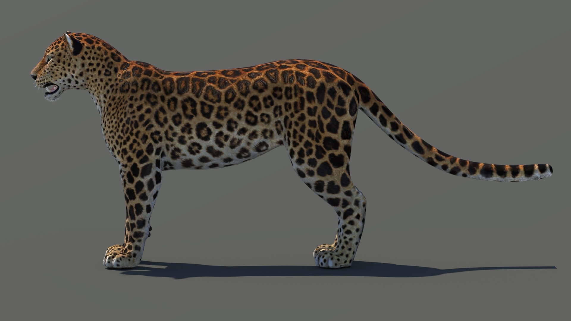 amur leopard 3D model https://p.turbosquid.com/ts-thumb/BZ/uZ85rv/lI/amur_leopard_3d_model07/jpg/1687885881/1920x1080/fit_q87/7166cbf498fc77d75d3278885d9df454dae3195c/amur_leopard_3d_model07.jpg