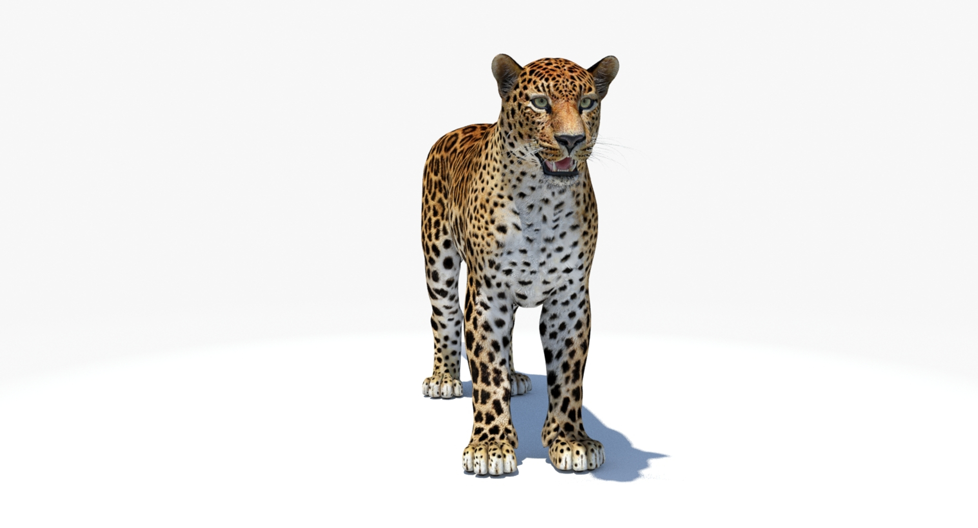 amur leopard 3D model https://p.turbosquid.com/ts-thumb/BZ/uZ85rv/rWlzglMI/amur_leopard_360_3d_model/jpg/1516896285/1920x1080/turn_fit_q99/60c0020d21bc8584a65e47b451592fda1814b233/amur_leopard_360_3d_model-1.jpg