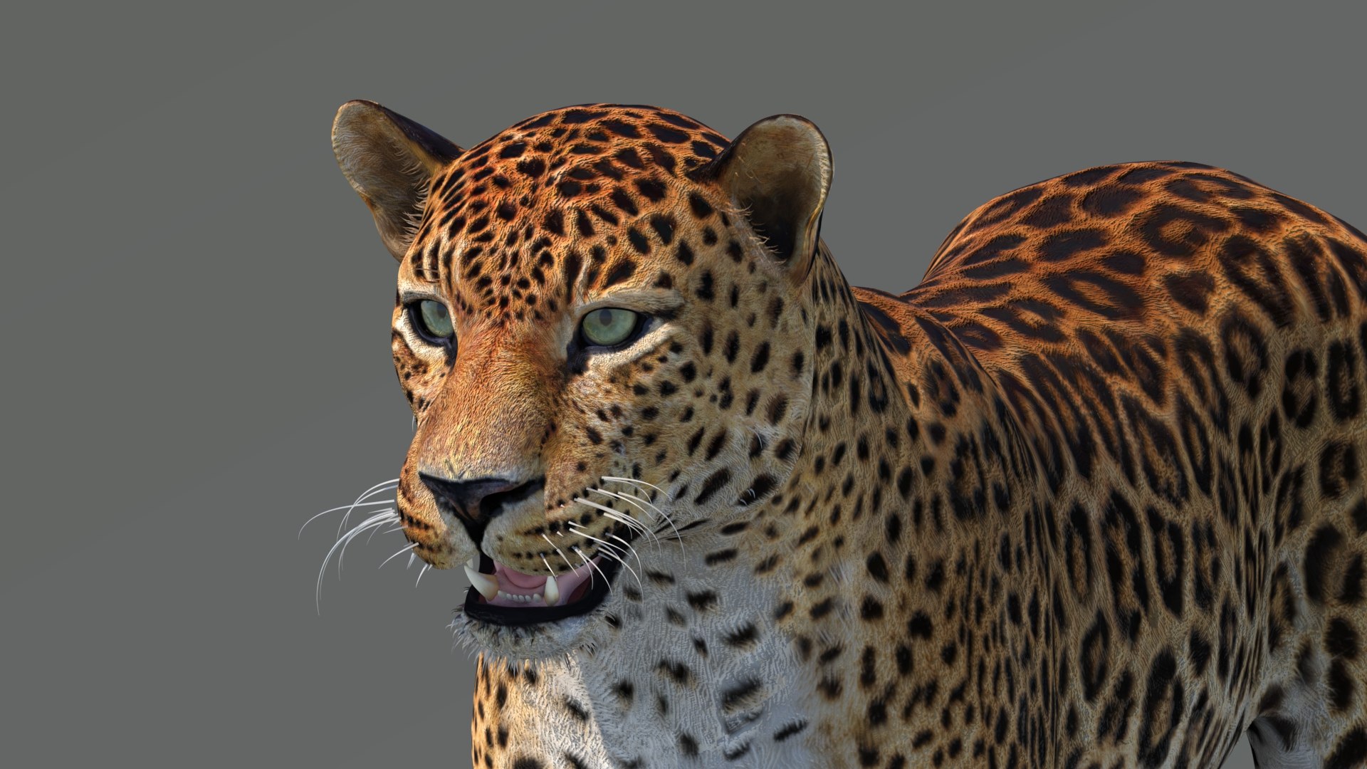 amur leopard 3D model https://p.turbosquid.com/ts-thumb/BZ/uZ85rv/sV/amur_leopard_3d_model12/jpg/1687885882/1920x1080/fit_q87/6784f72bdb39d9828e263827e4ad1c99c5a0bdb7/amur_leopard_3d_model12.jpg
