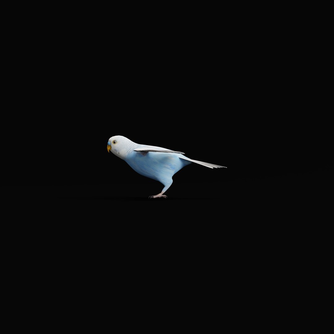 Budgie Parakeet Parrot model https://p.turbosquid.com/ts-thumb/BZ/ySdAO9/6O/budgieao_0001/jpg/1743721417/1920x1080/fit_q87/39d58f02efcbd82222bc7b2f619a9d84e33f5f8a/budgieao_0001.jpg