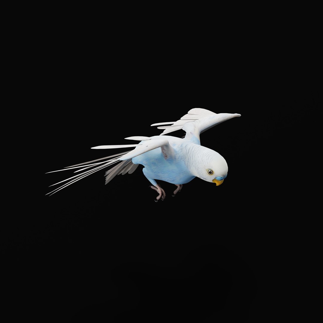 Budgie Parakeet Parrot model https://p.turbosquid.com/ts-thumb/BZ/ySdAO9/Im/budgieao_0012/jpg/1743721406/1920x1080/fit_q87/fada3dbba9dc4ec3c950860bc0b7c83ef241b3f7/budgieao_0012.jpg