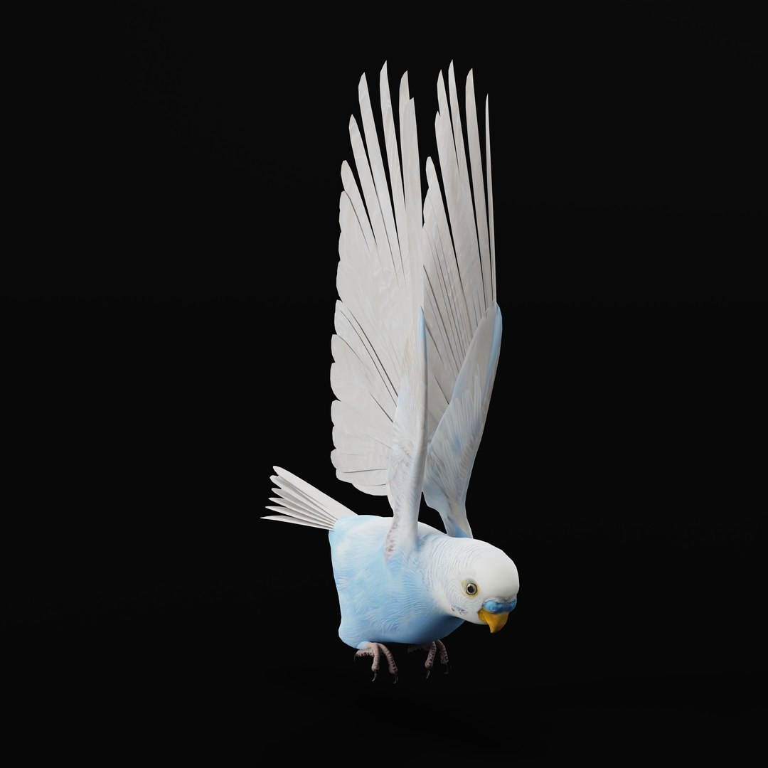 Budgie Parakeet Parrot model https://p.turbosquid.com/ts-thumb/BZ/ySdAO9/Iu/budgieao_0008/jpg/1743721424/1920x1080/fit_q87/3493540ac590411a96845f7e3959f7b2d25a7410/budgieao_0008.jpg
