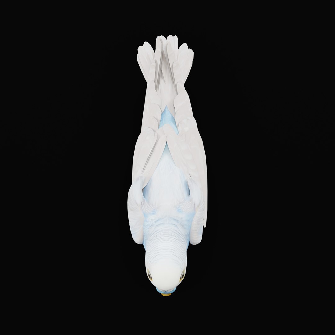 Budgie Parakeet Parrot model https://p.turbosquid.com/ts-thumb/BZ/ySdAO9/Lv/budgieao_0006/jpg/1743721422/1920x1080/fit_q87/ce45ed17291c763659fc5fd6fb8de52c8ab5da88/budgieao_0006.jpg