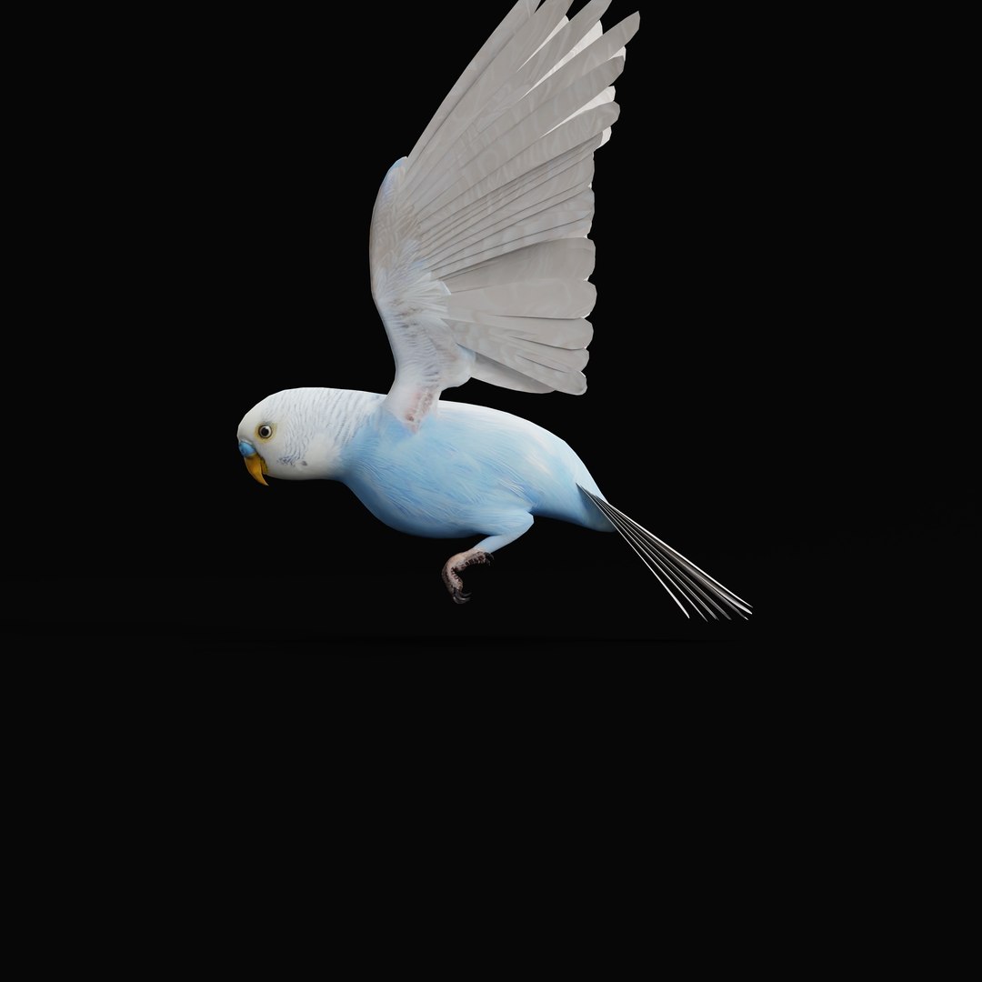 Budgie Parakeet Parrot model https://p.turbosquid.com/ts-thumb/BZ/ySdAO9/Md/budgieao_0014/jpg/1743721409/1920x1080/fit_q87/e40bb757bed3f8c7390f75ce65a996a2a5da3d86/budgieao_0014.jpg