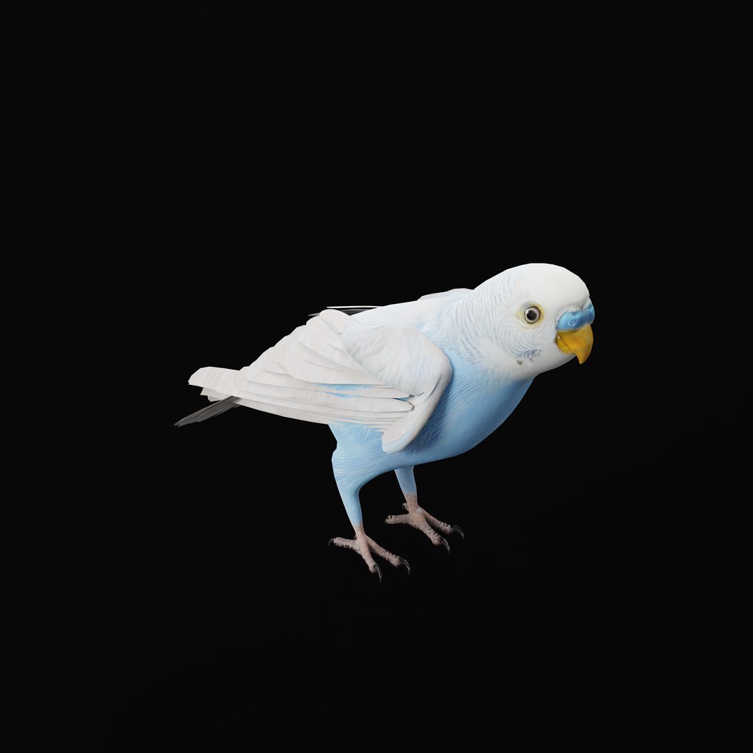 Budgie Parakeet Parrot model https://p.turbosquid.com/ts-thumb/BZ/ySdAO9/RX/budgieao_0004/jpg/1743721419/1920x1080/fit_q87/d089e41488a68fafb10dae6abfe97e1079e81425/budgieao_0004.jpg