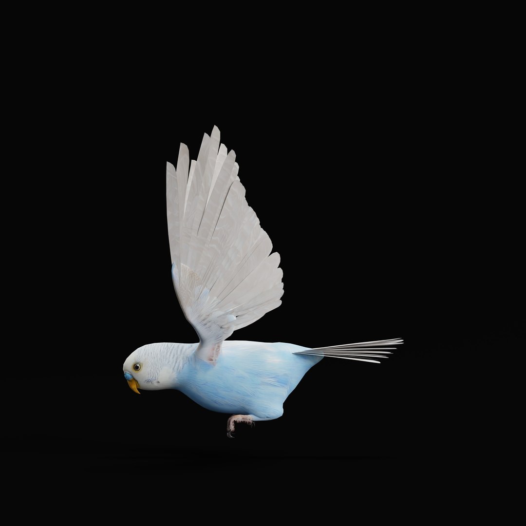 Budgie Parakeet Parrot model https://p.turbosquid.com/ts-thumb/BZ/ySdAO9/St/budgieao_0009/jpg/1743721428/1920x1080/fit_q87/55564555e42685edf3bb2dcf8469923259194eae/budgieao_0009.jpg