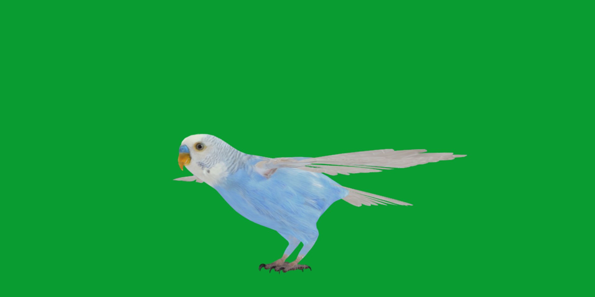 Budgie Parakeet Parrot model https://p.turbosquid.com/ts-thumb/BZ/ySdAO9/a8/budgie30/png/1743721370/1920x1080/fit_q87/22b1631a9045c277bebebe16daf50a6c7275b22a/budgie30.jpg