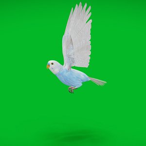 Budgie Parakeet Parrot model