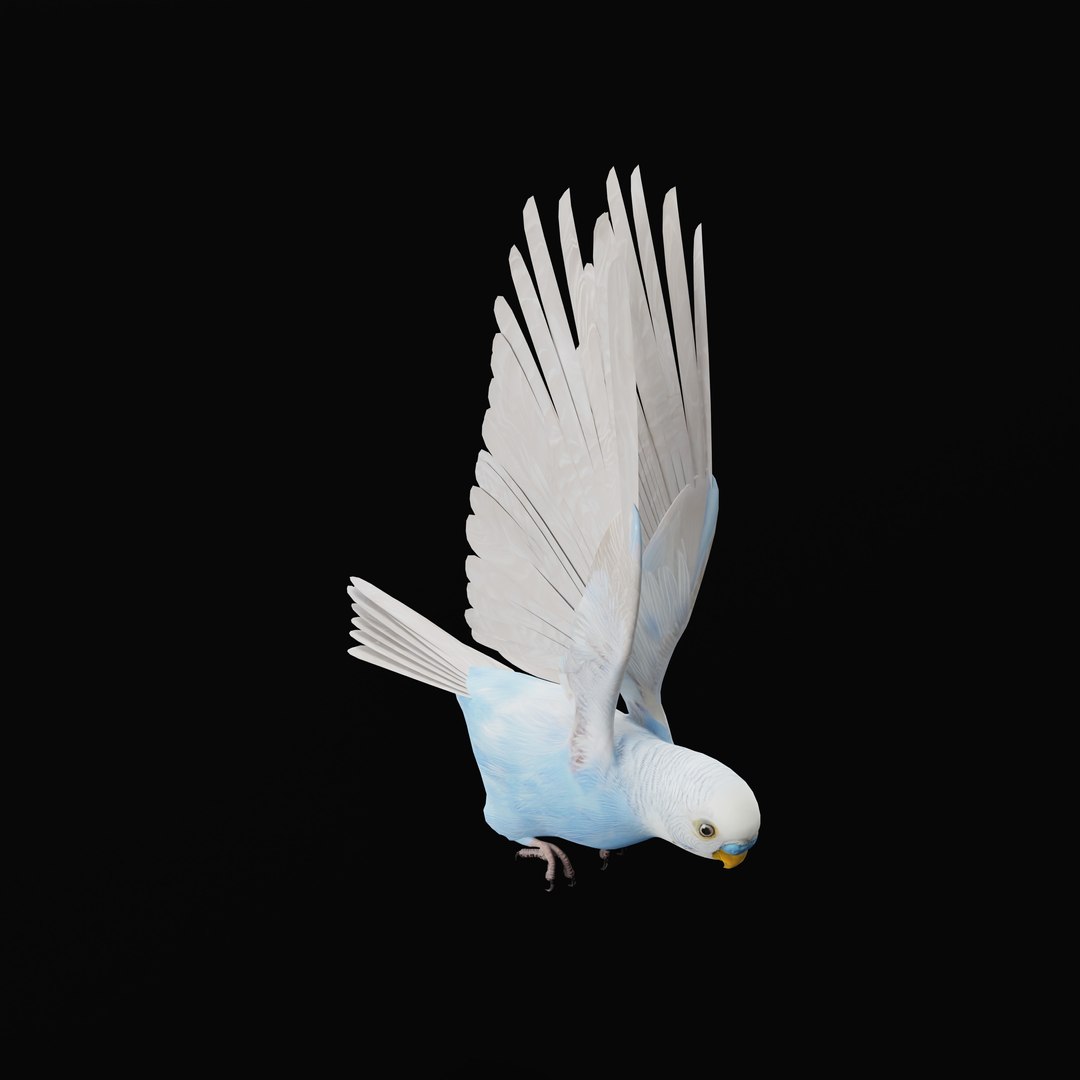 Budgie Parakeet Parrot model https://p.turbosquid.com/ts-thumb/BZ/ySdAO9/pf/budgieao_0010/jpg/1743721426/1920x1080/fit_q87/ee185f24d175278a6a27cd047b8e823a06f70f77/budgieao_0010.jpg