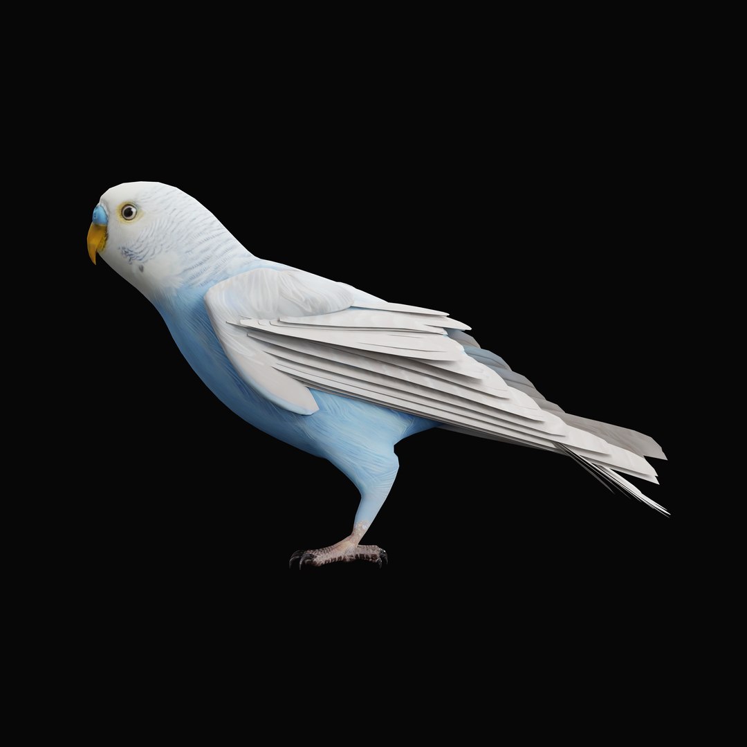 Budgie Parakeet Parrot model https://p.turbosquid.com/ts-thumb/BZ/ySdAO9/zE/budgieao_0005/jpg/1743721421/1920x1080/fit_q87/1c5c504108f3118dd01c8e60c913a84a2d1417bd/budgieao_0005.jpg