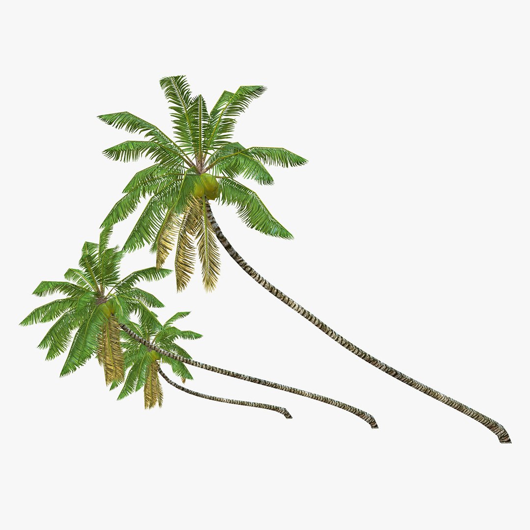 obj coconut palm trees https://p.turbosquid.com/ts-thumb/Ba/789JYU/D5d9rNcM/palm02001/jpg/1451929818/1920x1080/fit_q87/4d2a3e9a0e0d22bd95800e257ea89810efc89cc1/palm02001.jpg