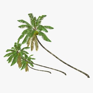 Coconut palm tree 02 - Low Poly