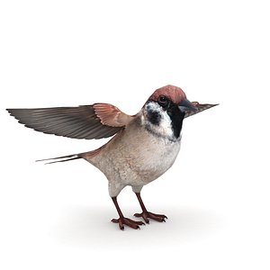 Sparrow Low Poly