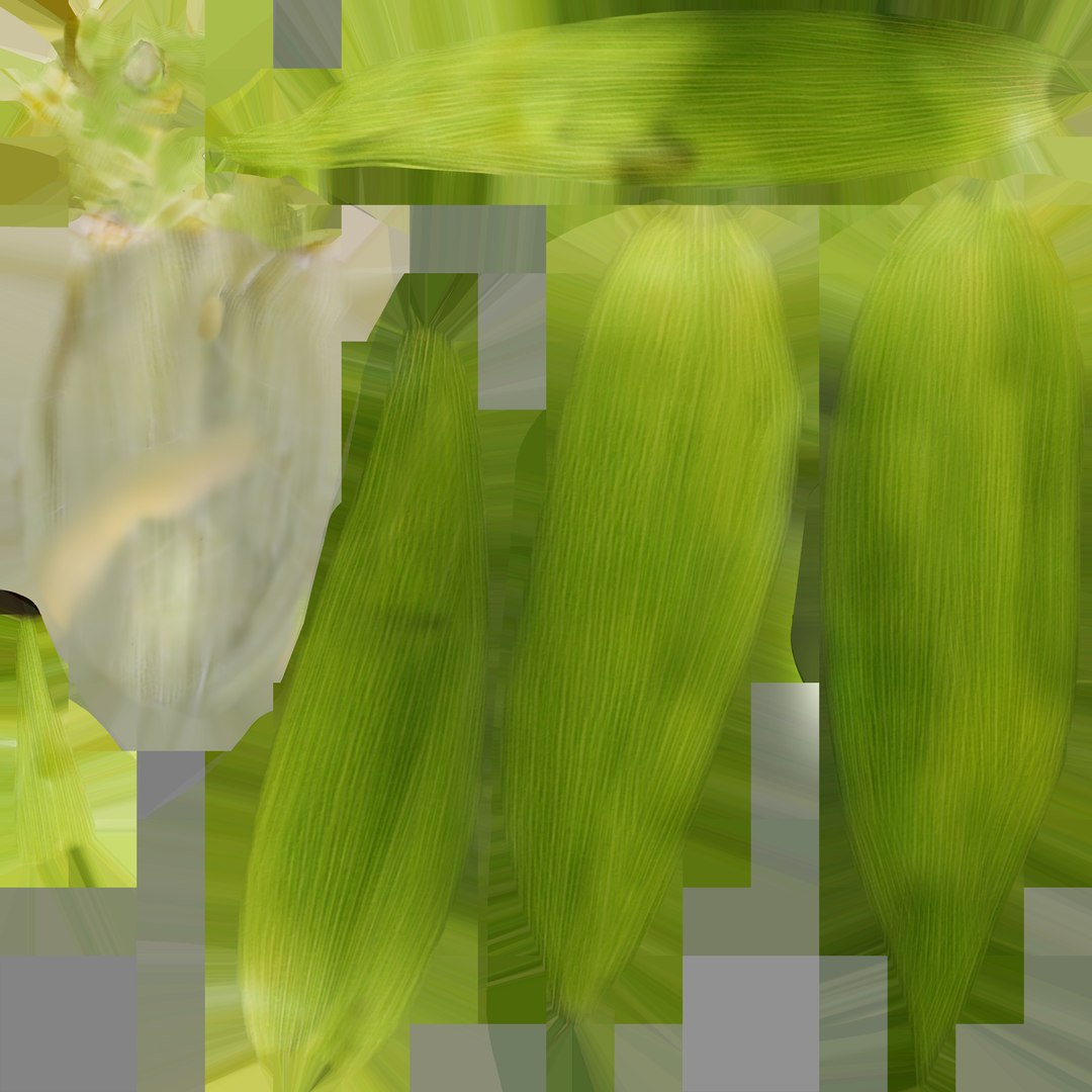 3D sweet corn model https://p.turbosquid.com/ts-thumb/Ba/NLbc8K/z8ZjeZDh/diff/jpg/1491550711/1920x1080/fit_q87/85fcd2236bbf57378de6fd021ba1d47e8031932d/diff.jpg