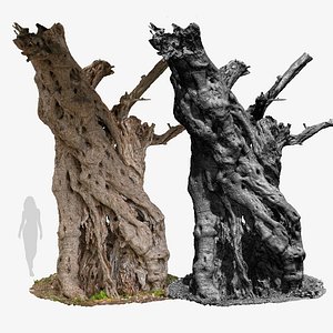 3D model Giant  Ancient Olive Tree 06 RAW 3D Scan 3x16k Textures OBJ
