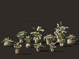 3D model Calathea fusion White - Peacock Plant