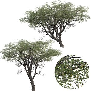 3D Vachellia erioloba - Camel thorn model