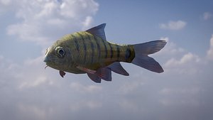 3D Acrossocheilus Grouper Fish