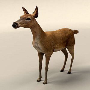3d deer