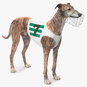 Brindle Greyhound Male with Vest and Muzzle Fur 3D model
