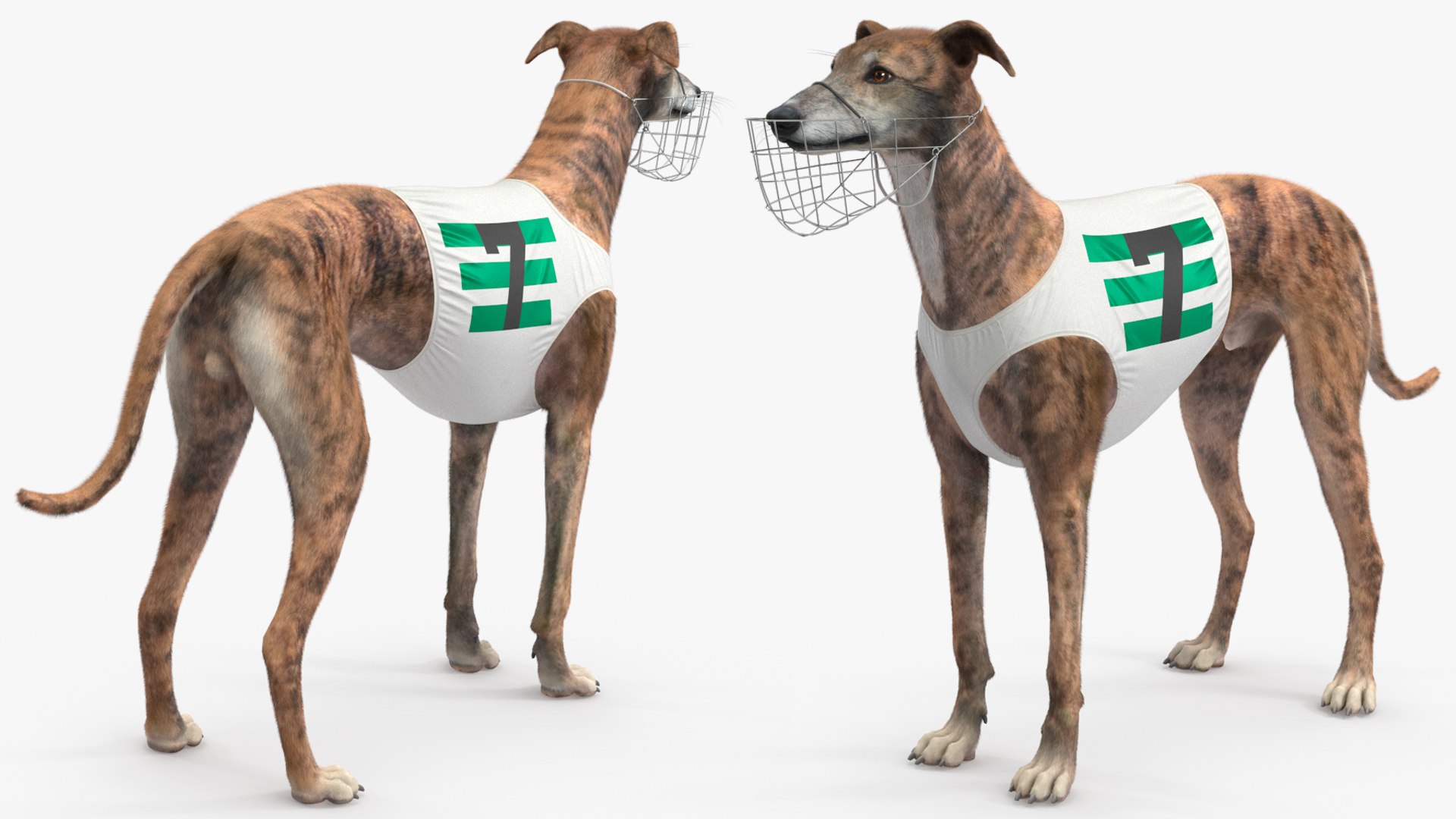 Brindle Greyhound Male with Vest and Muzzle Fur 3D model https://p.turbosquid.com/ts-thumb/Bb/38zukO/Yj/brindle_greyhound_male_with_vest_and_muzzle_fur_003/jpg/1764245968/1920x1080/fit_q87/0651a96d6235b92a2bc7e60e1dae98132fe12276/brindle_greyhound_male_with_vest_and_muzzle_fur_003.jpg