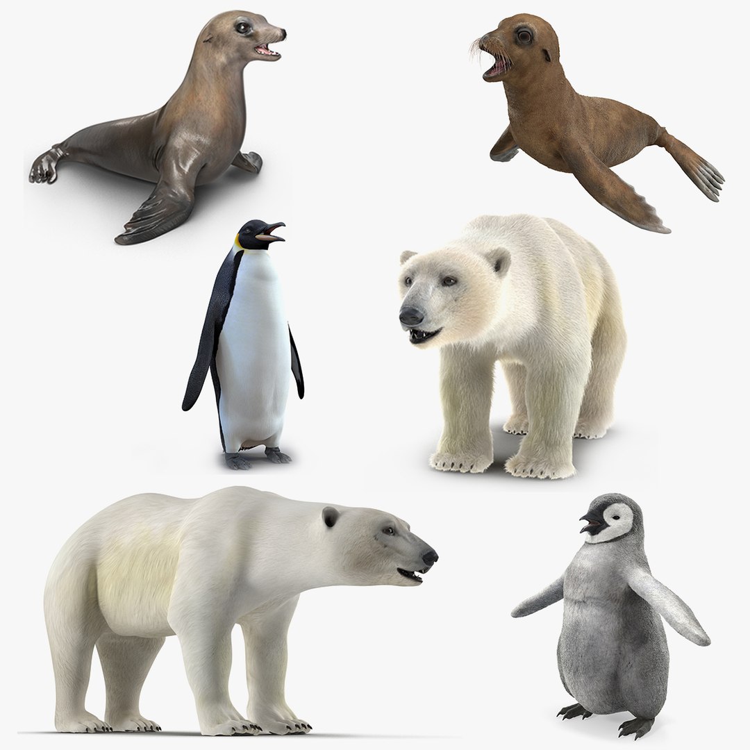 Arctic Animals Collection 3D model preview