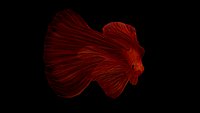 redfish