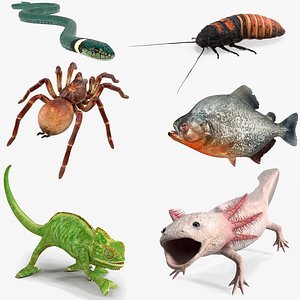 Exotic Rigged Pets Collection for Maya