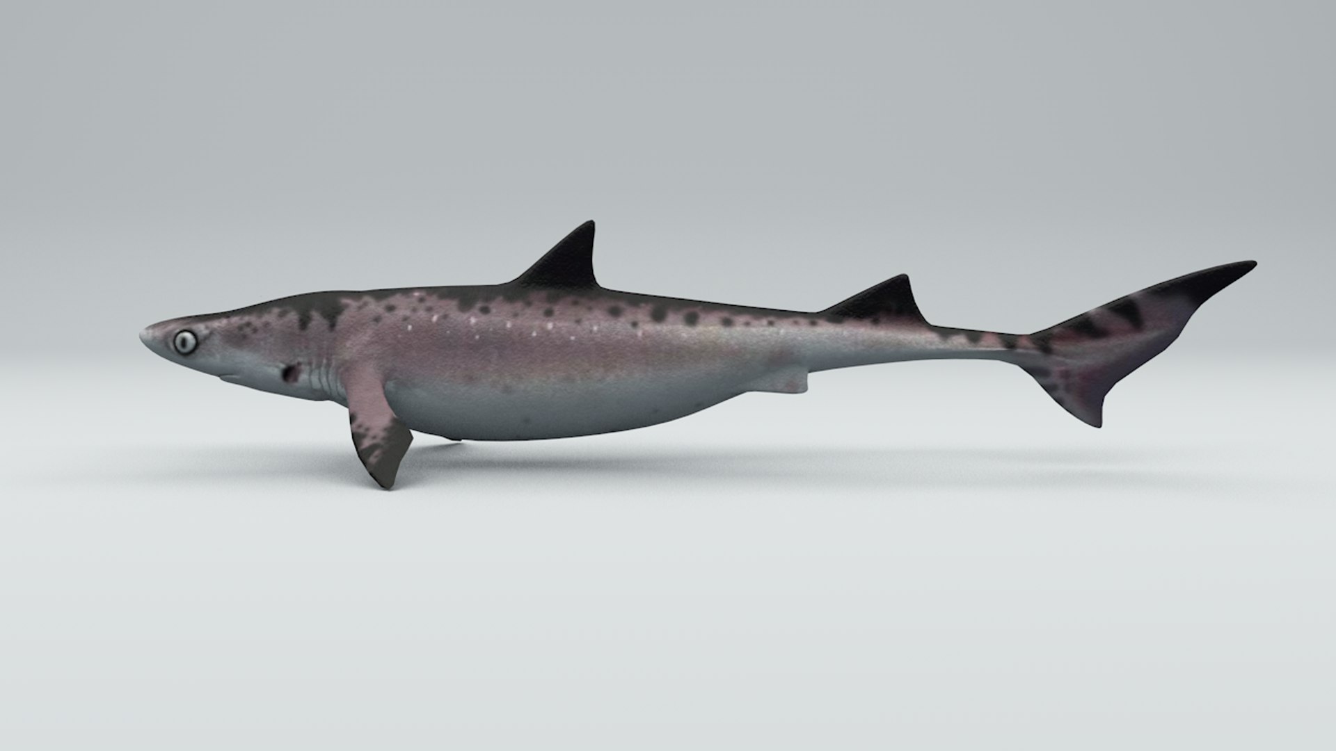 Shark Rigged Iceland Model - TurboSquid 1316548