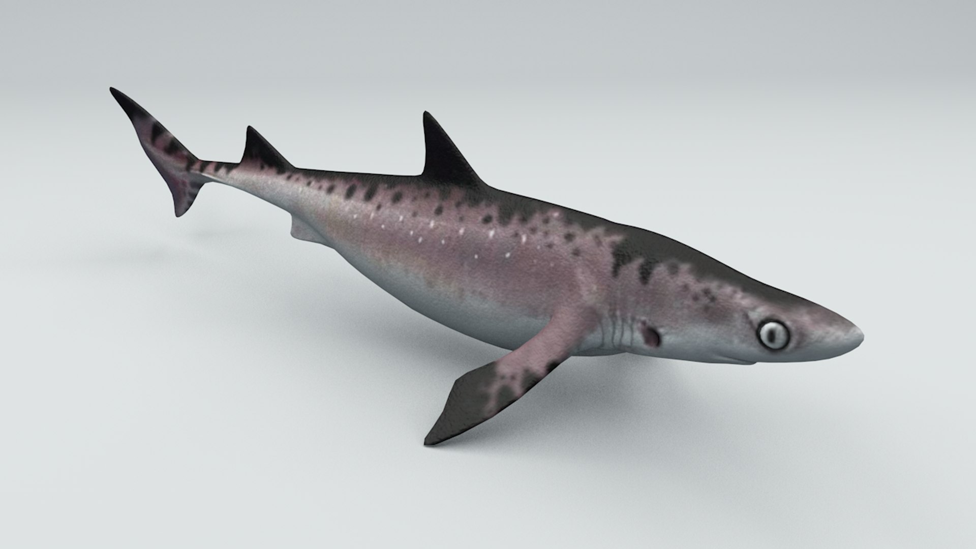 Shark Rigged Iceland Model - TurboSquid 1316548