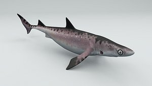 shark rigged iceland model
