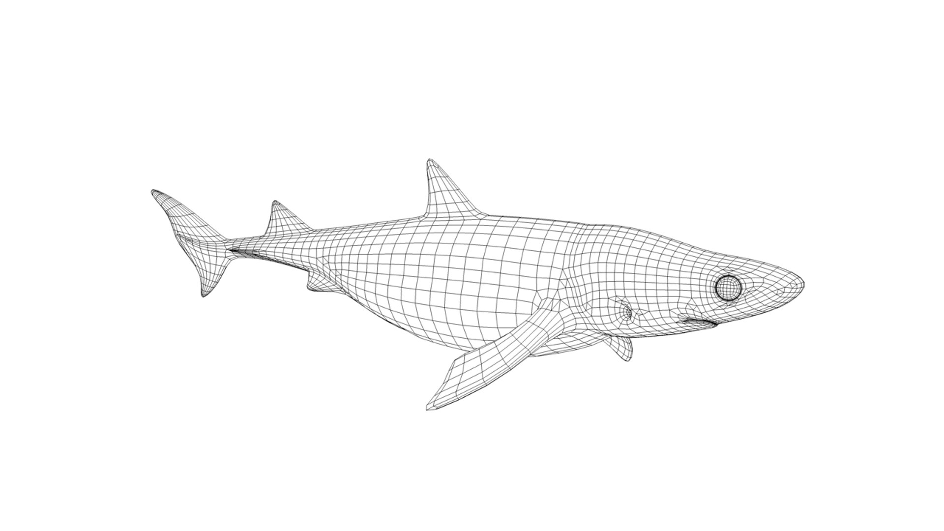 Shark Rigged Iceland Model - TurboSquid 1316548