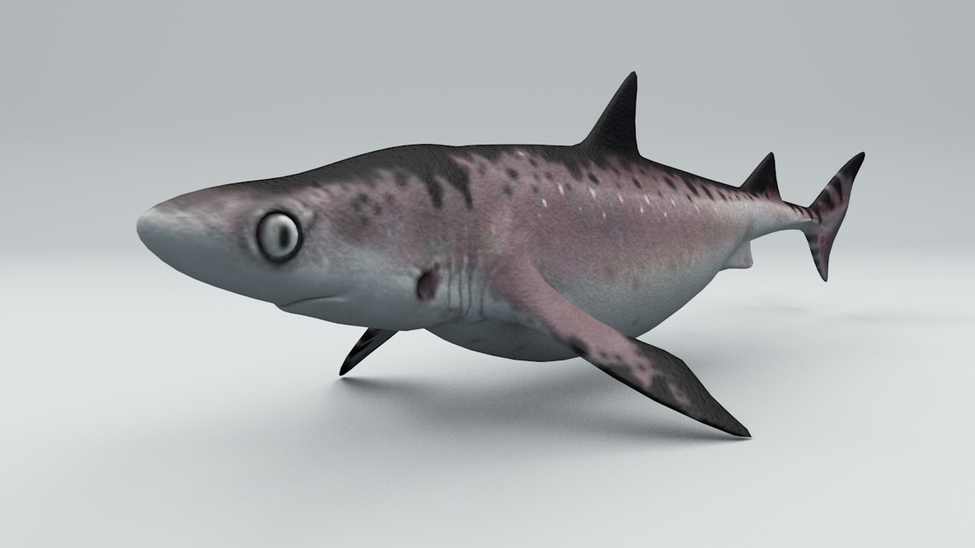 Shark Rigged Iceland Model - TurboSquid 1316548