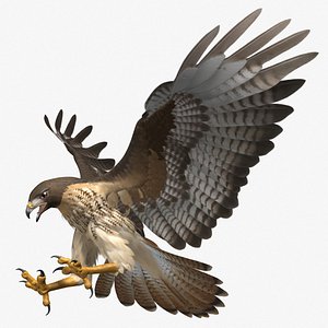 Red-tailed Hawk
